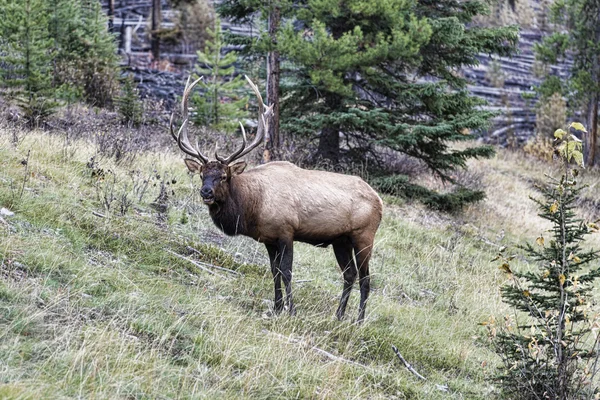 Wild Antlered bull elk — Stock Photo, Image