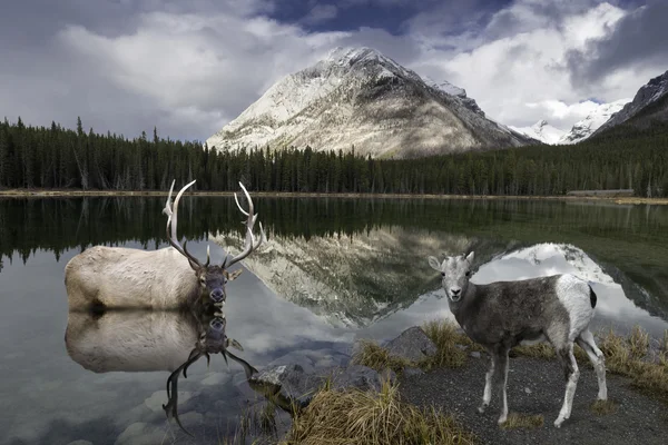 Pecora a Buller Pond — Foto Stock