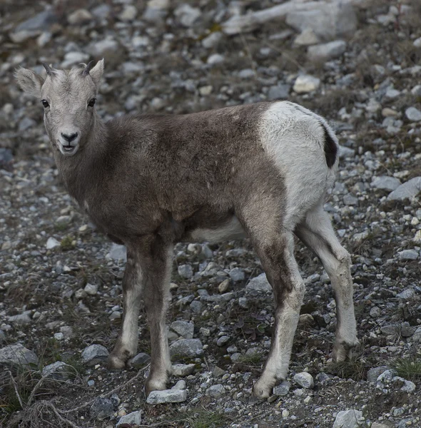 Berg bighorn får — Stockfoto