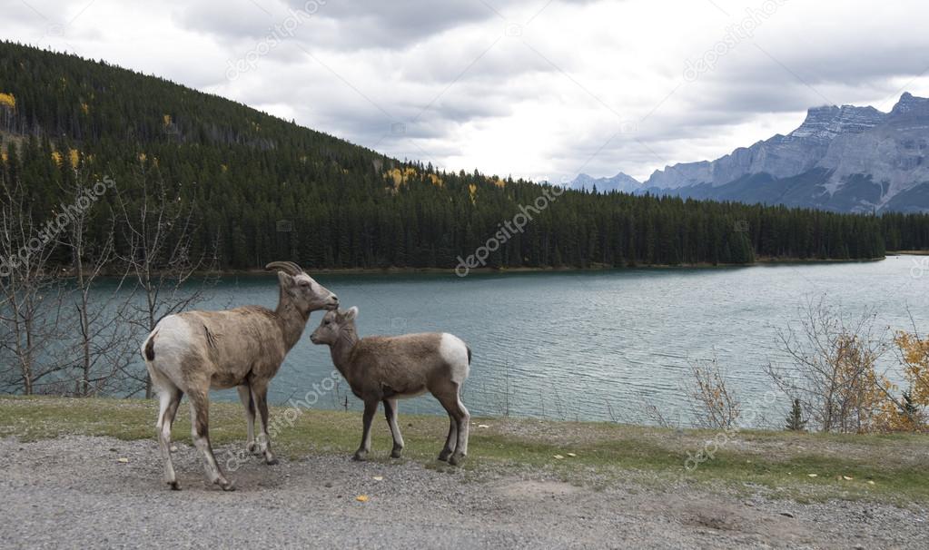 Sheep at Two Jack Lake