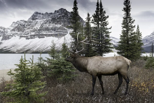 Alce cerca de Bow Lake — Foto de Stock