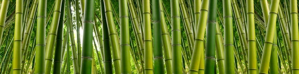 Bambu Panorama — Stockfoto