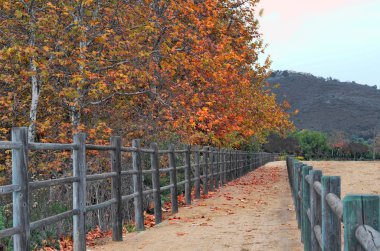 Sonbahar ormanı boyunca yol