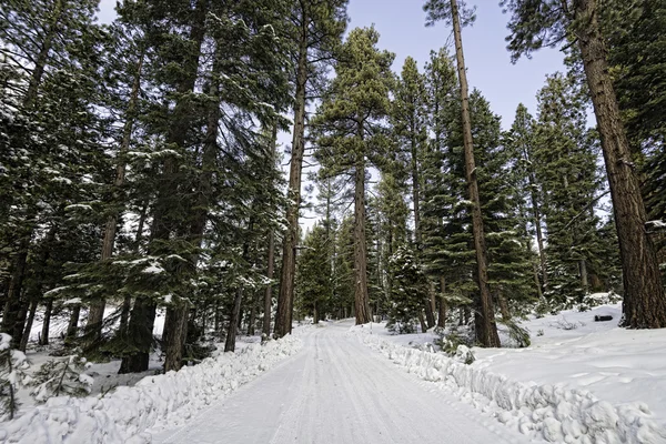 Camino nevado en el bosque —  Fotos de Stock