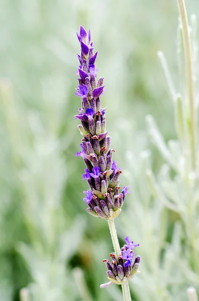 Flor de lavanda azul único — Foto de Stock