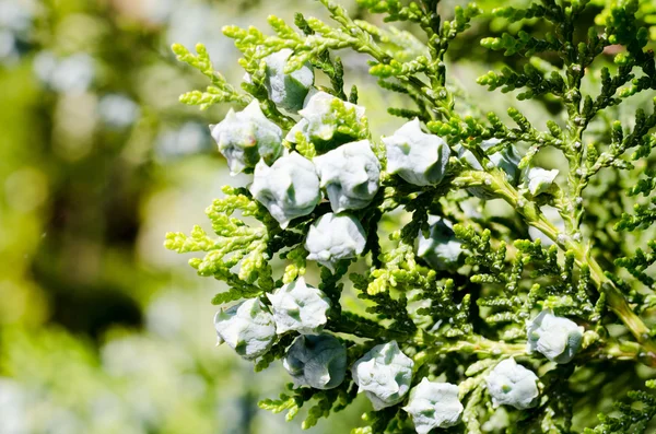 Gröna cypress träd — Stockfoto