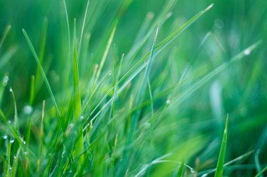 Çiyli yeşil çimen