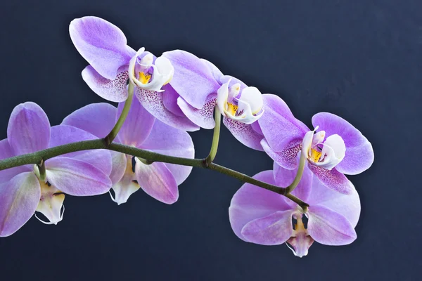 Σπρέι λεβάντα ορχιδέαςbir sprey lavanta orkide gri bir arka planda ayarlanır — Φωτογραφία Αρχείου