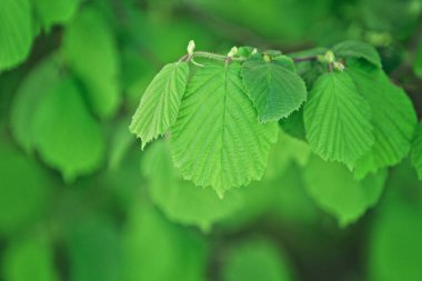 Fındık ağacının dalına yakın.