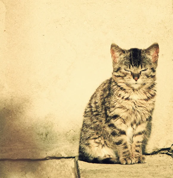 Cute Kitten Enjoying Sunlight Stock Photo