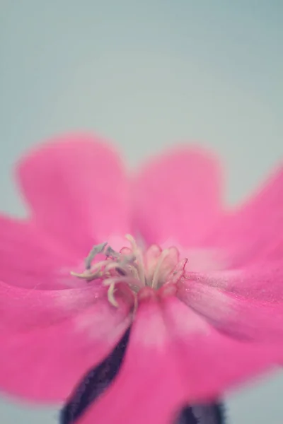 Roze Bloem Close — Stockfoto
