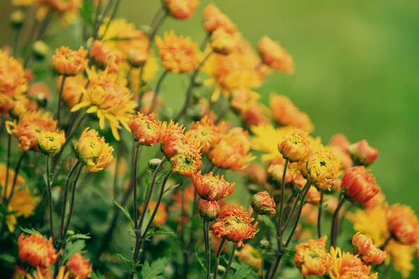 菊黄橙色の花 — ストック写真