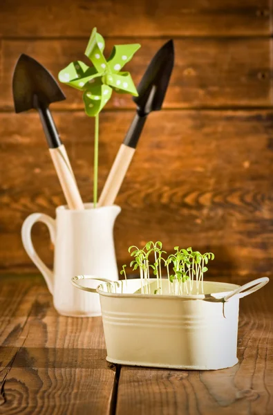 Potted seedlings growing in biodegradable peat moss pot — Stock Photo, Image