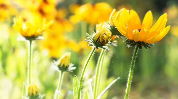 Black Eyed Susan Rudbeckia Hirta Летнем Саду Солнечный День Закрывай — стоковое фото