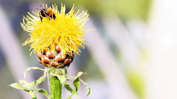 Yellow Giant Cornflower Centaurea Macrocephala Bee Close Summer Banner — Stock Photo, Image