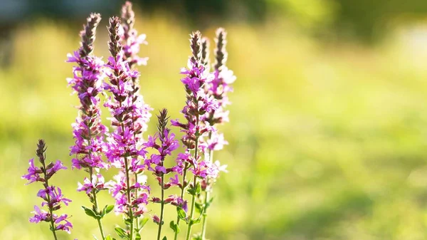 Flores Púrpuras Lythrum Salicaria Sol Del Atardecer Verano — Foto de Stock