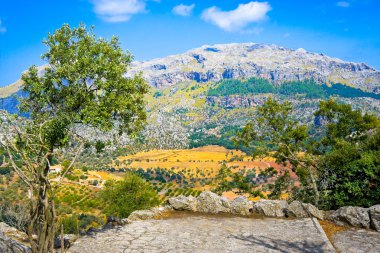 Serra de Tramuntana - dağlar aralığı Mallorca, Balear Adaları, İspanya. Zeytin üzerinde odaklanmak