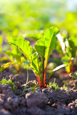 Genç pancar lahanası bir yatakta