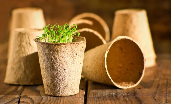 Mudas em vaso crescendo em vasos de musgo de turfa biodegradáveis em fundo de madeira com espaço de cópia — Fotografia de Stock