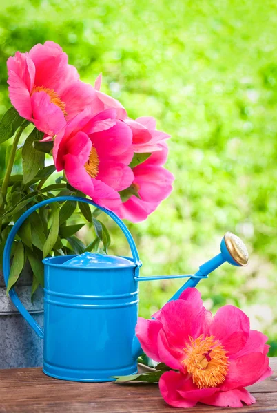 Blooming pink peonies and water can in garden — Stock Photo, Image