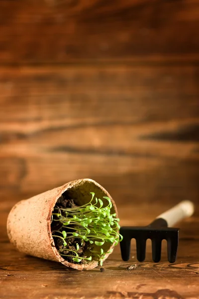 Peat pots and garden tools on wood background — Stock Photo, Image