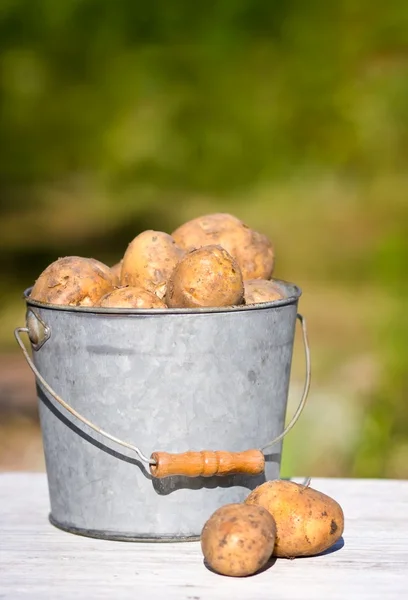 Balde de batatas no fundo verde — Fotografia de Stock