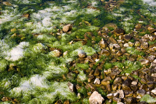 Green algae near the rocks — Stock Photo, Image