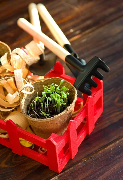 Peat pots and garden tools on wood — Stock Photo, Image