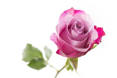 Beyaz arka plan üzerinde tek gül portre