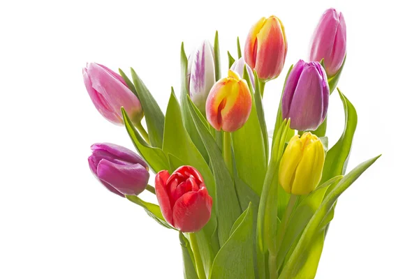 Bouquet of fresh tulips on white background — Stock Photo, Image