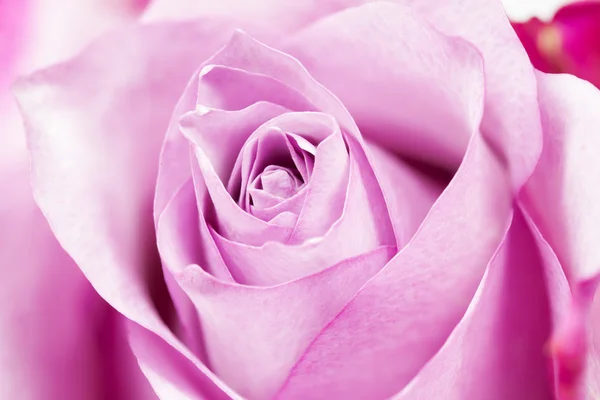 Single rose closeup — Stock Photo, Image
