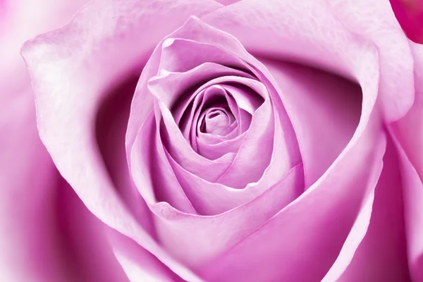 Single rose closeup — Stock Photo, Image