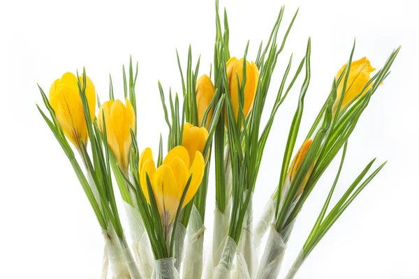 Gul krokus blommor på vit bakgrund — Stockfoto