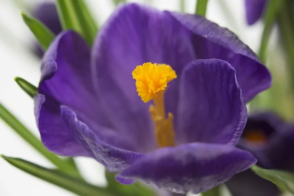 Lila šafrán květ záběr — Stock fotografie