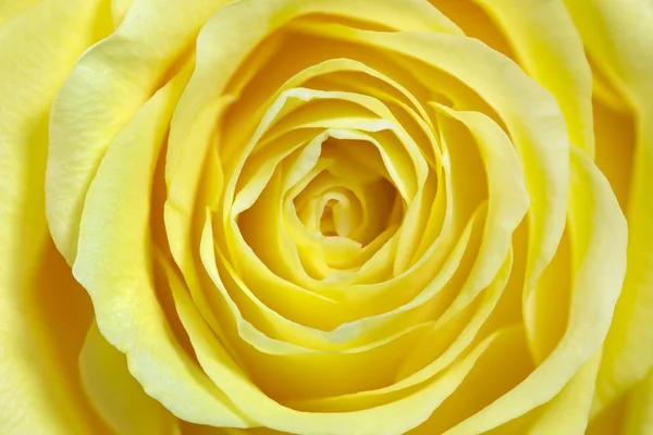 Yellow Rose closeup — Stock Photo, Image