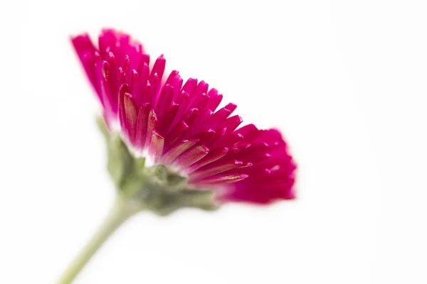 Bellis flower closeup shot — Stock Photo, Image