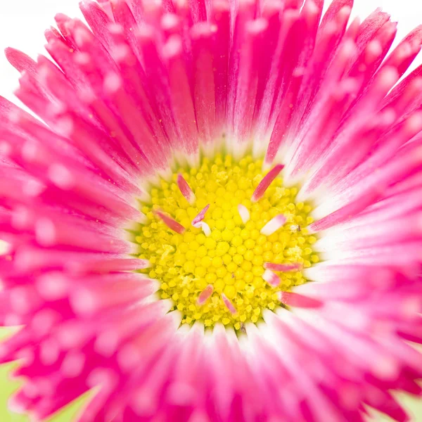 Bellis flower closeup shot — Stock Photo, Image