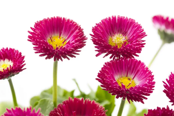 Bellis flor closeup tiro — Fotografia de Stock