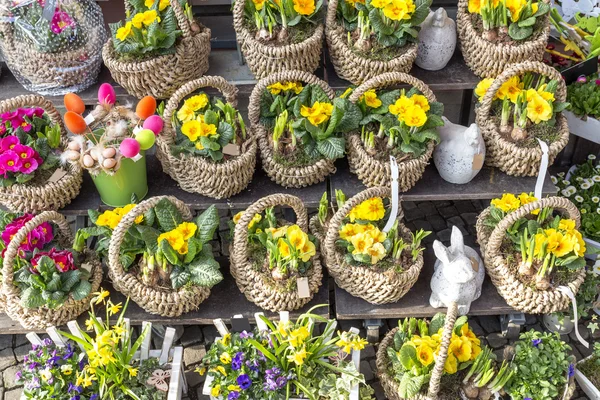 Yellow primroses on display in front of a shop — Stock Photo, Image