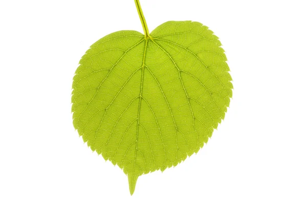 Lime tree leaf in spring, isolated on white — Stock Photo, Image