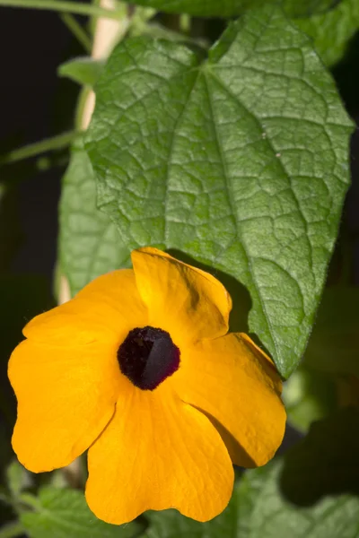 Black eyed Susan (Thunbergia alata) — Stock Photo, Image