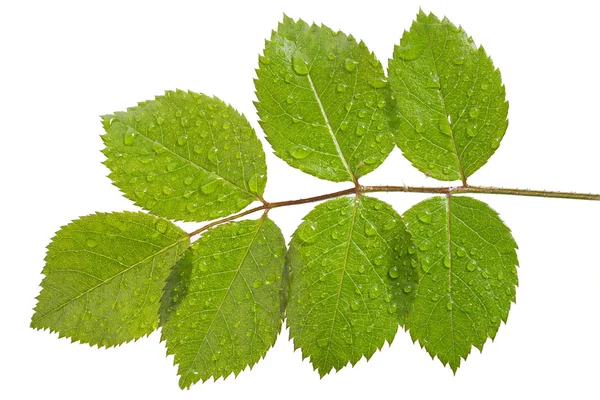 Feuilles de rose avec gouttes d'eau sur fond blanc — Photo