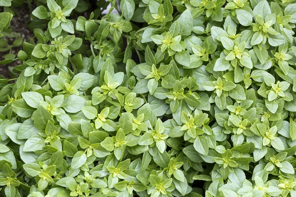 Fresh greek basil as food background — Stock Photo, Image