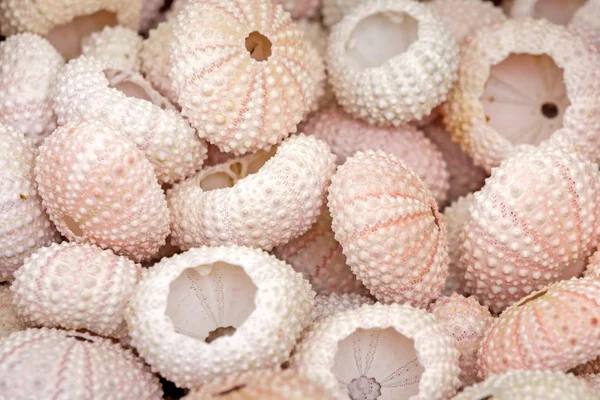 See urchin shells, close seup — стоковое фото