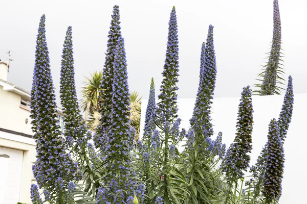 Echium vulgare květina, na ostrově Jersey, Velká Británie — Stock fotografie