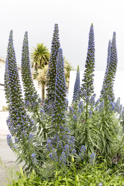 见在泽西岛上，英国的 Echium 花花 — 图库照片