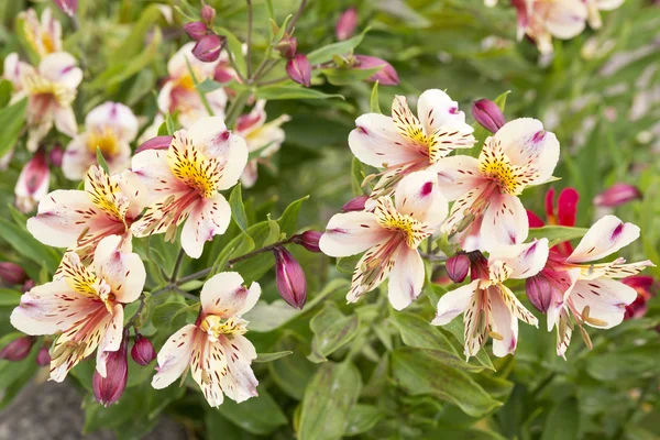 Alstromeria flowers in the garden — Stock Photo, Image