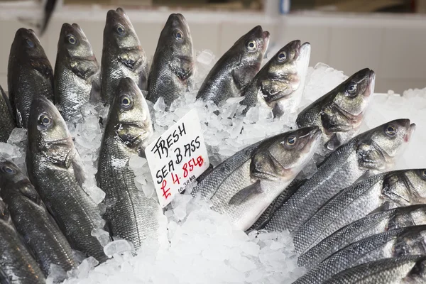 Friss egész tengeri sügér, a jégen — Stock Fotó