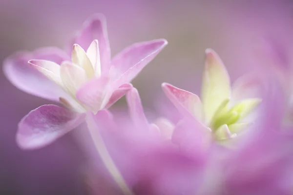 アジサイの花、タイプ"あなたと私ロマンスします。" — ストック写真