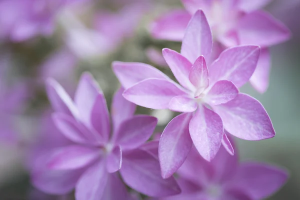 Flor de hortensias, tipo "Tú y yo romance " —  Fotos de Stock